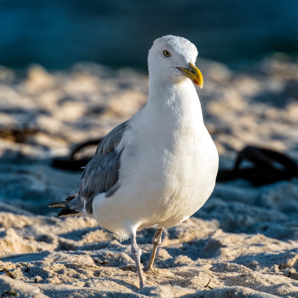 Обои природа, песок, чайка, птицы, nature, sand, seagull, birds разрешение 2560x1600 Загрузить