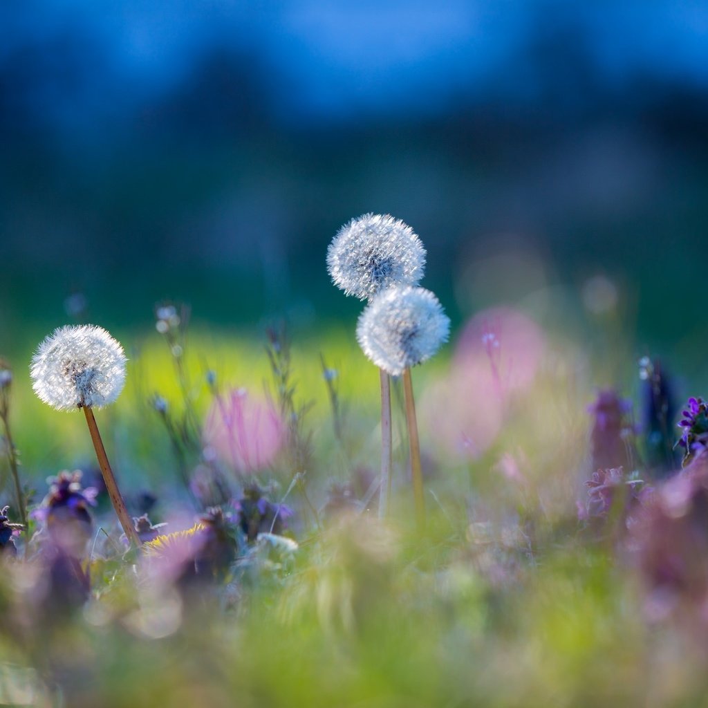 Обои цветы, трава, природа, макро, луг, одуванчики, flowers, grass, nature, macro, meadow, dandelions разрешение 2048x1365 Загрузить