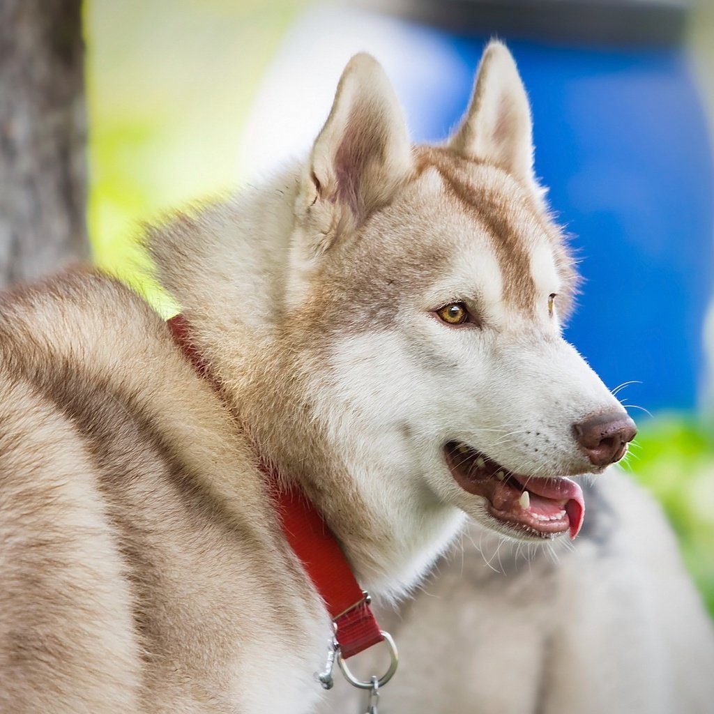 Обои глаза, взгляд, собака, хаски, язык, eyes, look, dog, husky, language разрешение 2560x1600 Загрузить