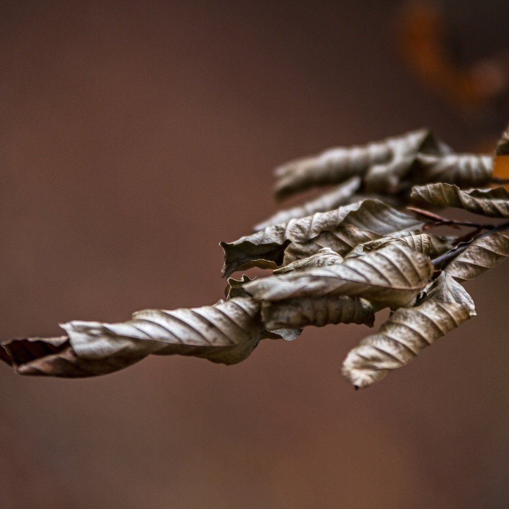 Обои ветка, природа, листья, макро, осень, сухие, branch, nature, leaves, macro, autumn, dry разрешение 2592x1728 Загрузить