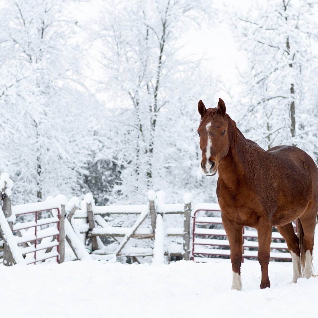 лошади на снегу загрузить