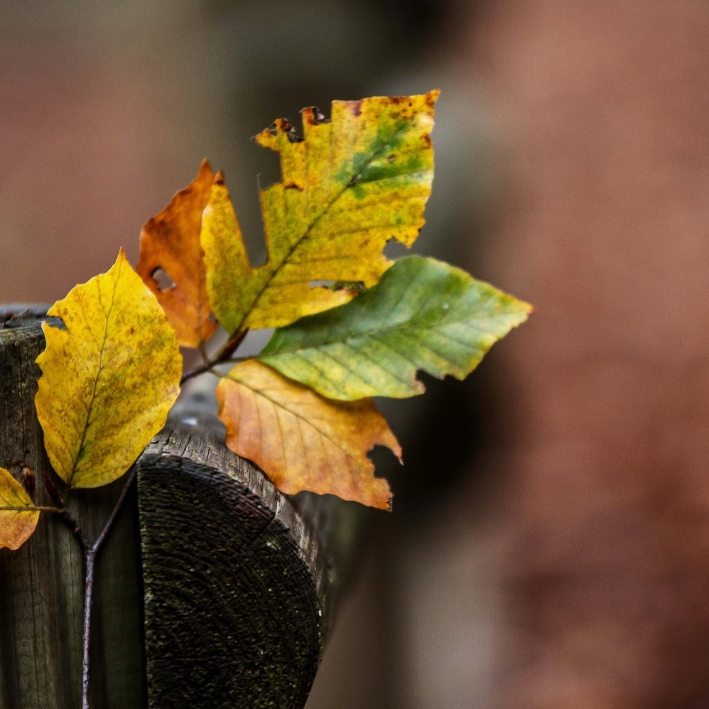 Обои ветка, природа, листья, разноцветные, осень, branch, nature, leaves, colorful, autumn разрешение 2590x1705 Загрузить