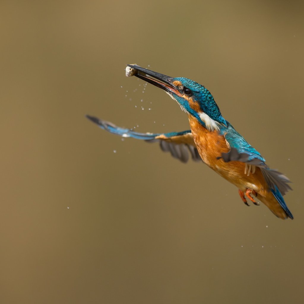 Обои полет, птицы, зимородок, улов.рыбка, flight, birds, kingfisher, catch.fish разрешение 2047x1350 Загрузить