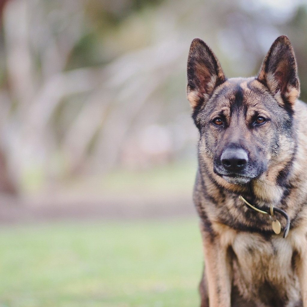 Обои фон, взгляд, собака, ошейник, немецкая овчарка, background, look, dog, collar, german shepherd разрешение 1920x1200 Загрузить