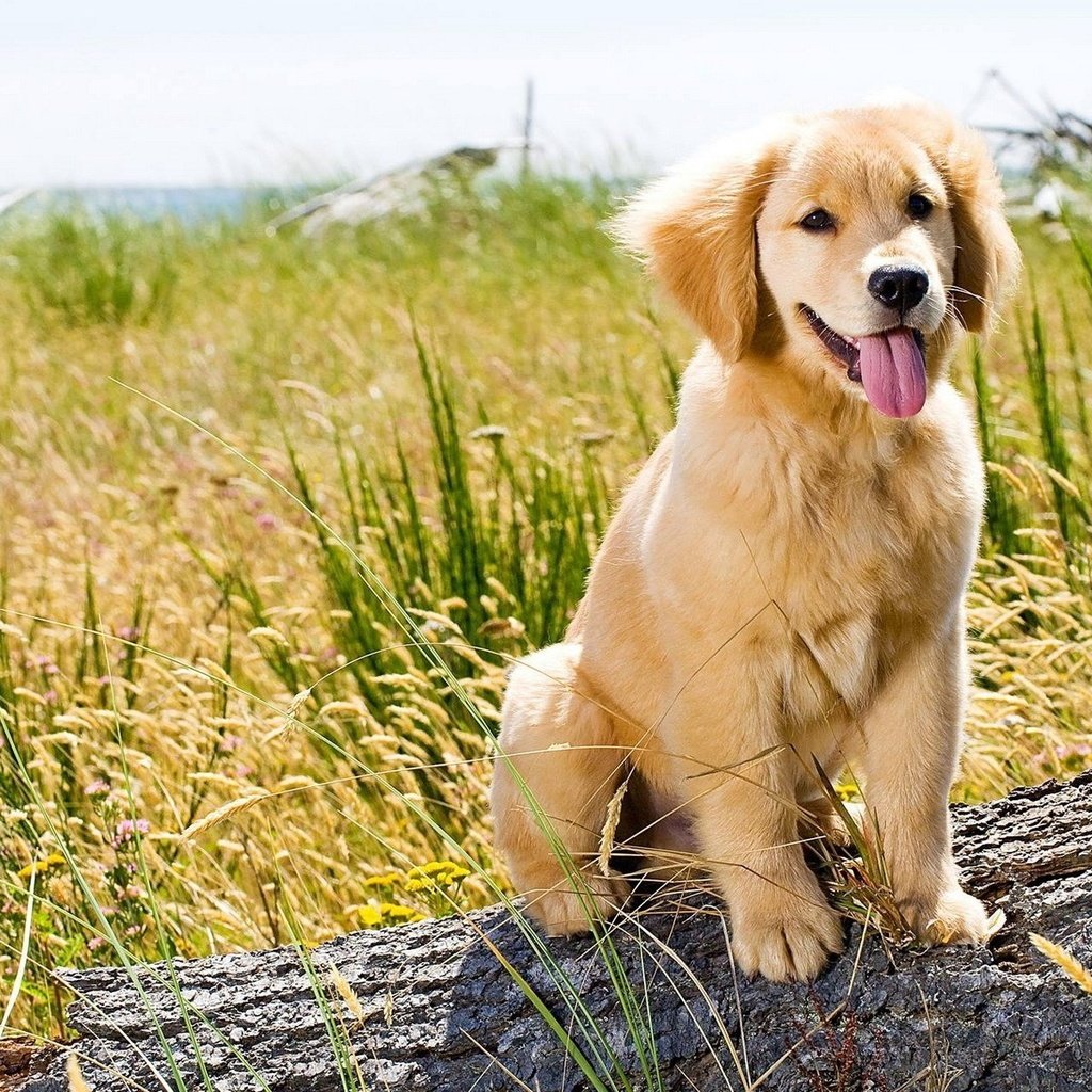 Обои трава, природа, поле, собака, щенок, язык, золотистый ретривер, grass, nature, field, dog, puppy, language, golden retriever разрешение 1920x1200 Загрузить