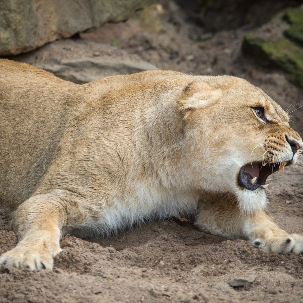 Обои кошка, оскал, пасть, львица, cat, grin, mouth, lioness разрешение 5184x3456 Загрузить