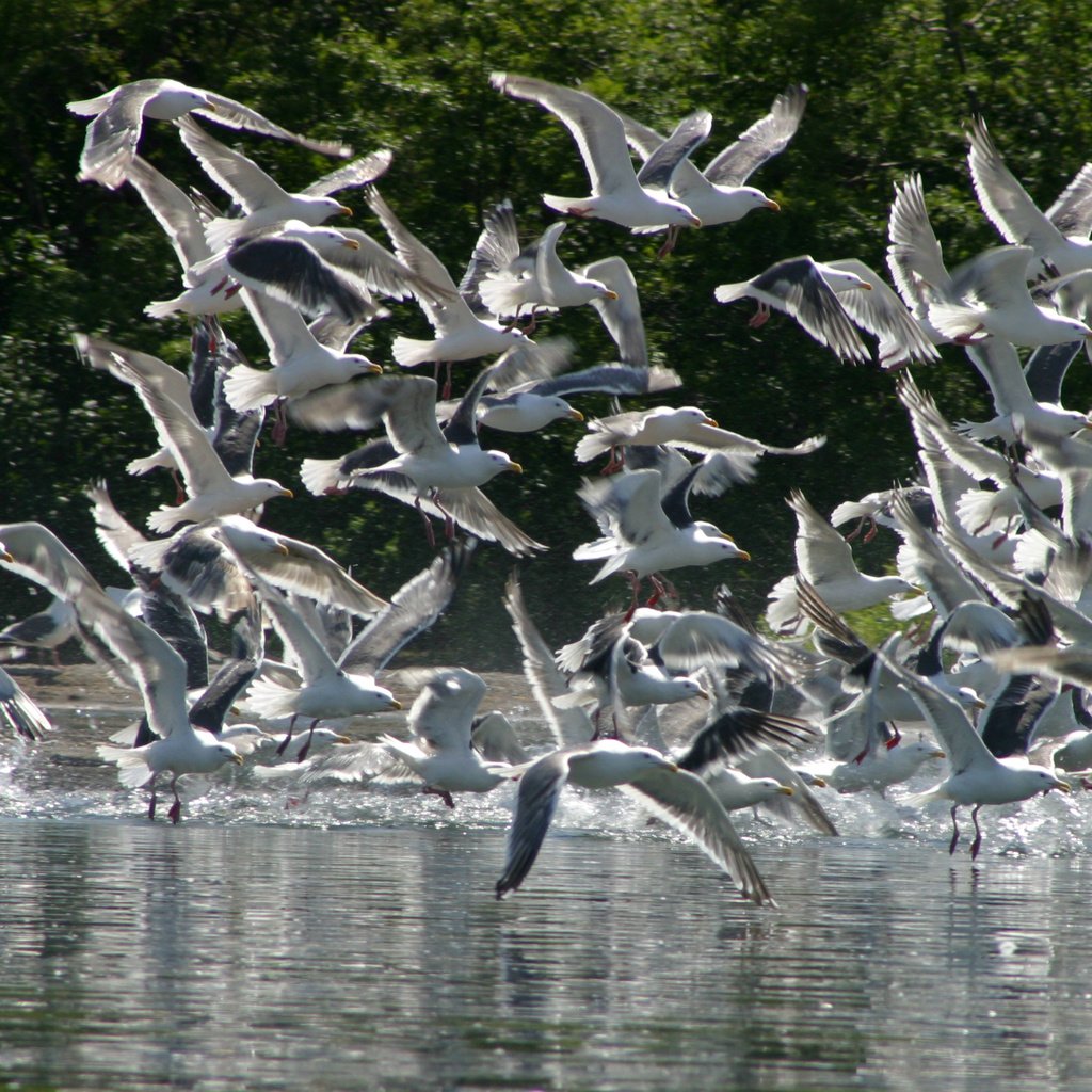 Обои вода, природа, птицы, чайки, стая, water, nature, birds, seagulls, pack разрешение 3072x1718 Загрузить