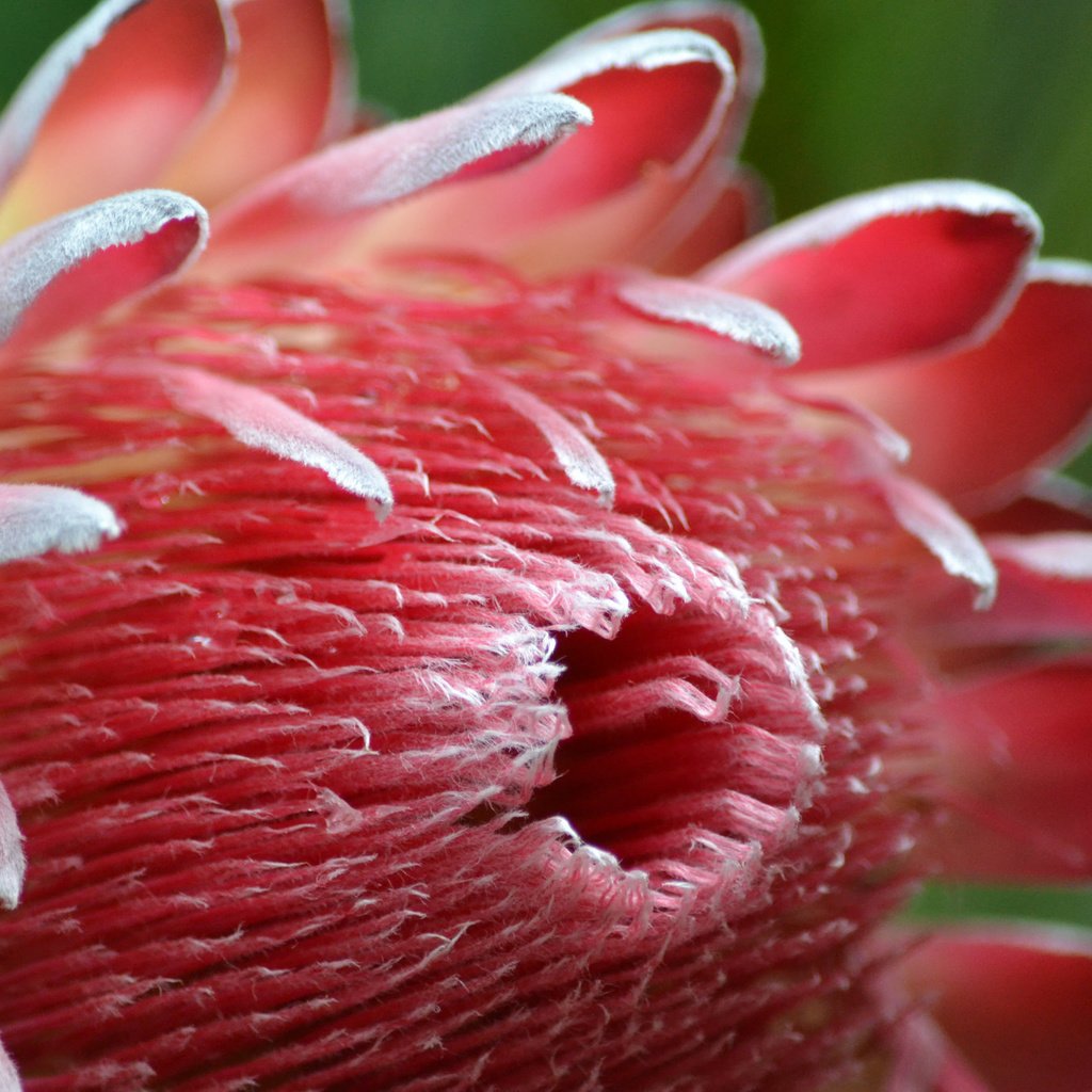 Обои природа, цветок, лепестки, королевская протея, nature, flower, petals, the king protea разрешение 2048x1365 Загрузить