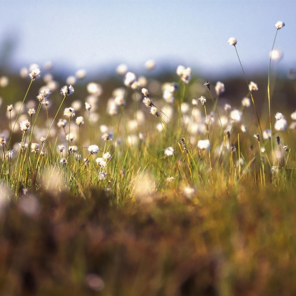 Обои цветы, трава, растения, макро, flowers, grass, plants, macro разрешение 2048x1282 Загрузить