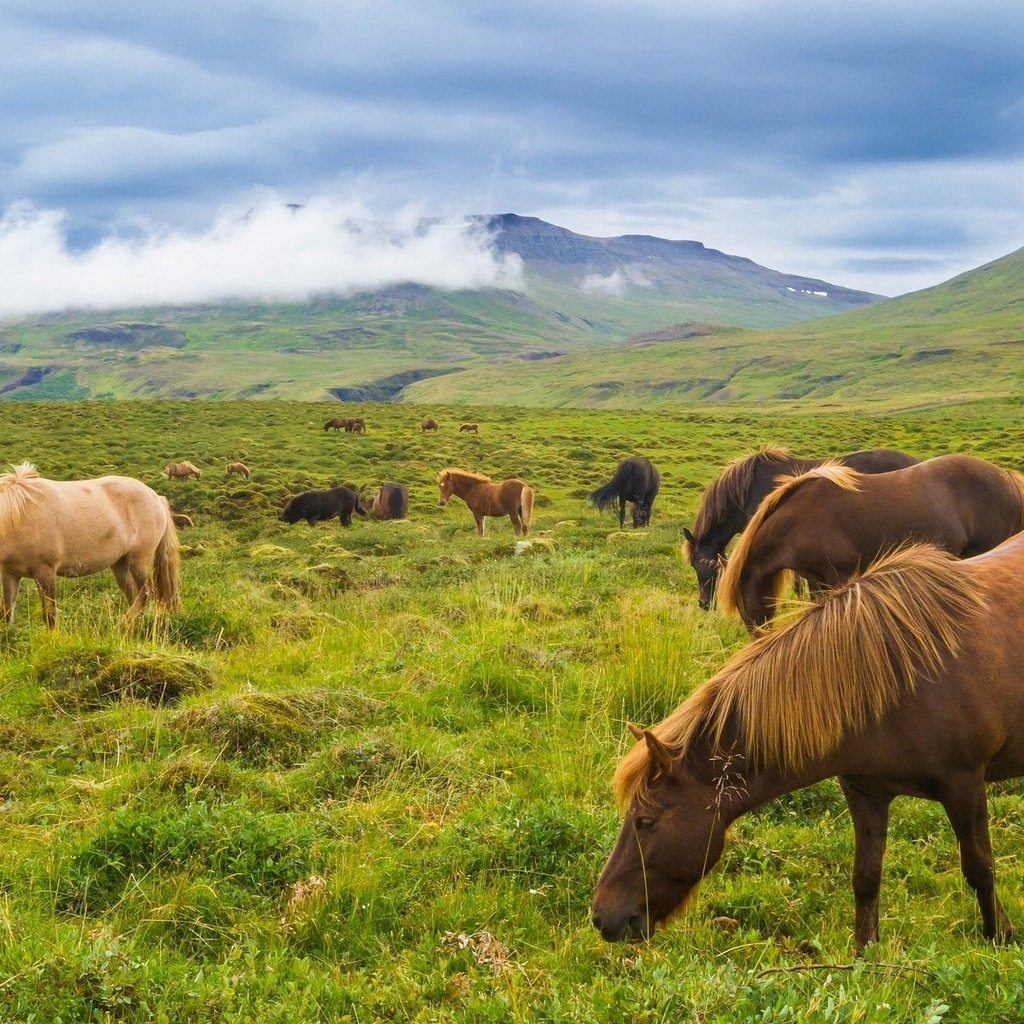 Обои горы, луг, лошади, кони, исландия, исландские лошади, mountains, meadow, horse, horses, iceland, icelandic horses разрешение 1920x1279 Загрузить