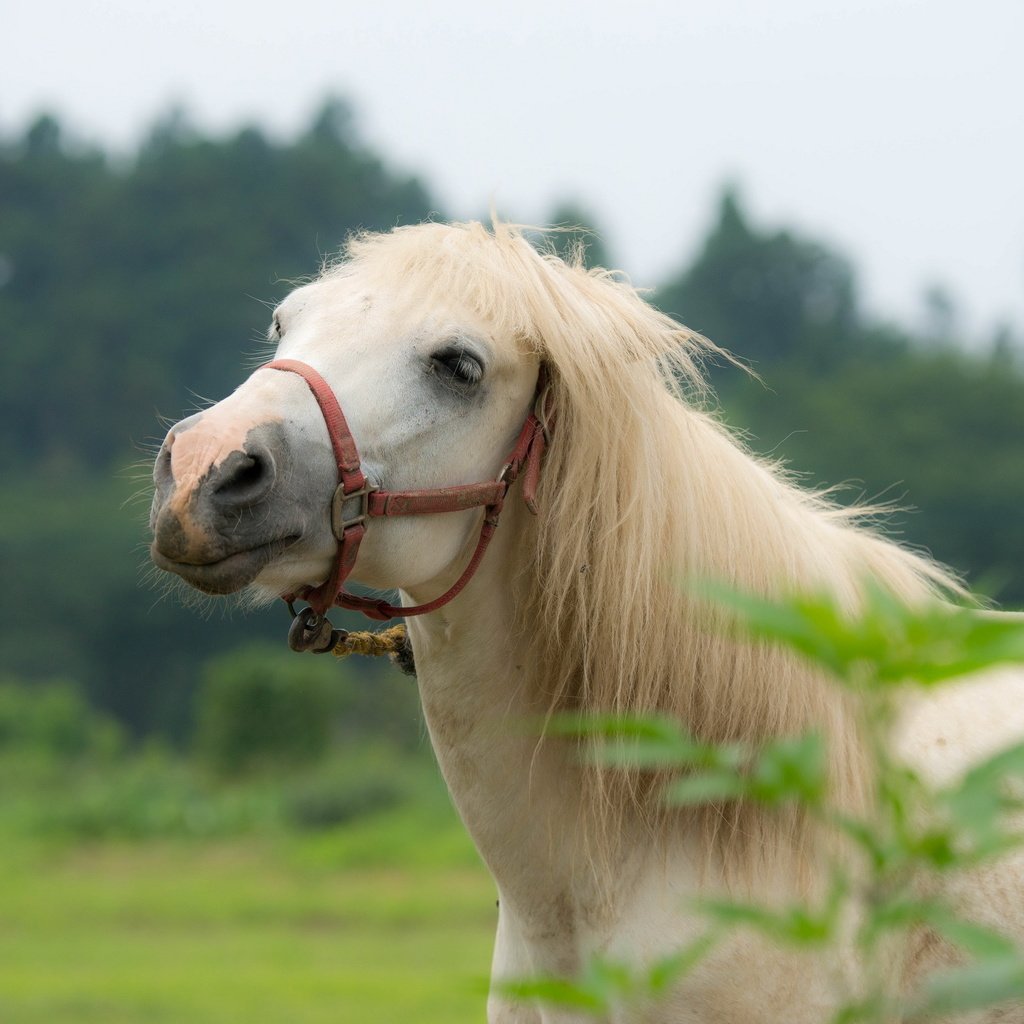 Обои лошадь, природа, конь, грива, horse, nature, mane разрешение 2560x1600 Загрузить