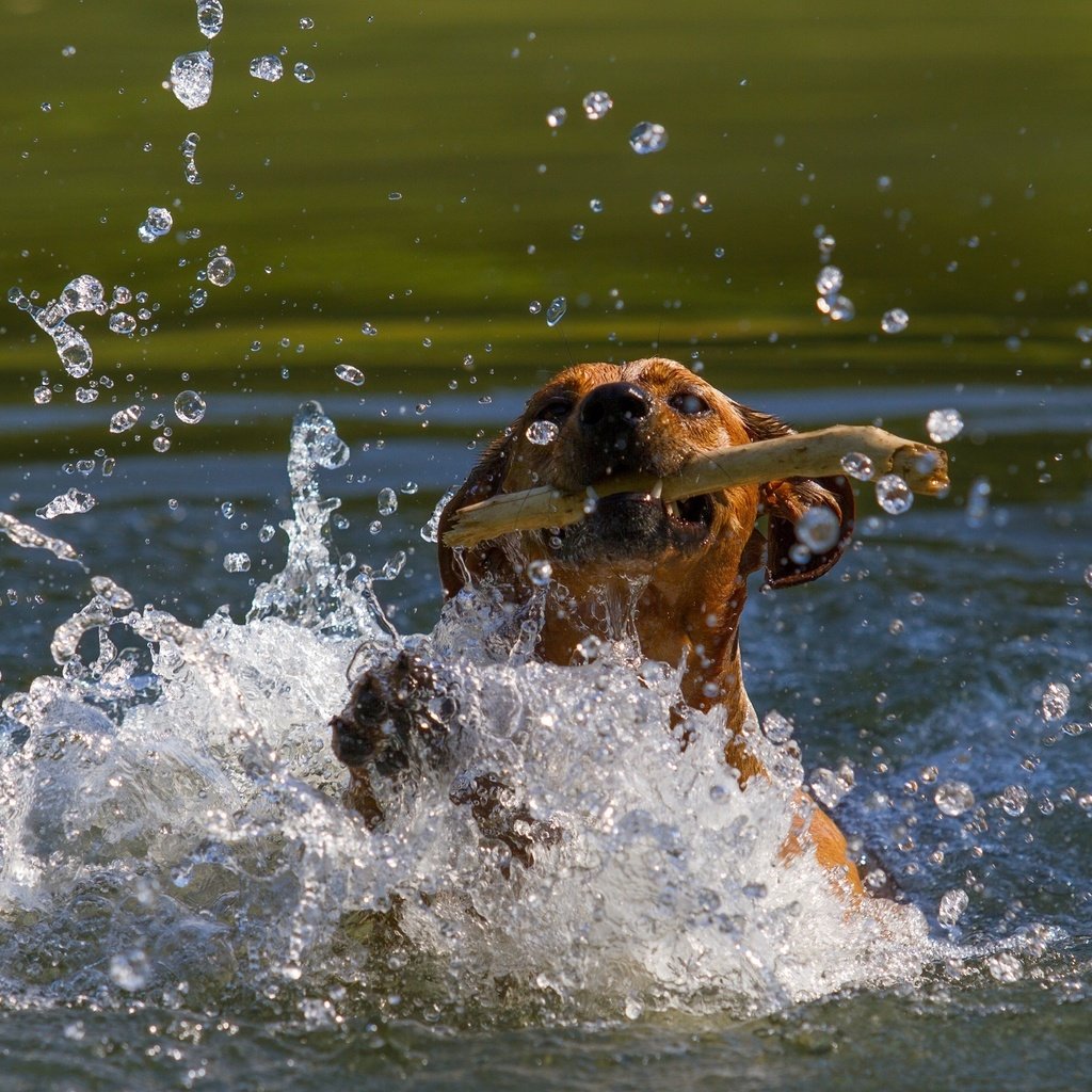 Обои морда, пасть, вода, собака, водоем, брызги, движение, игра, палка, face, mouth, water, dog, pond, squirt, movement, the game, stick разрешение 2800x1800 Загрузить