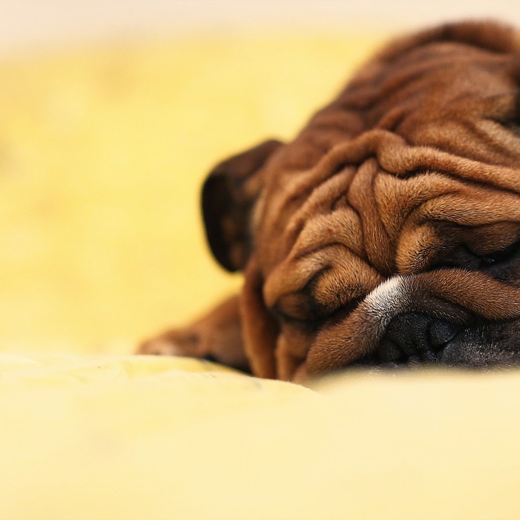 Обои собака, спит, шарпей, dog, sleeping, sharpay разрешение 2560x1613 Загрузить