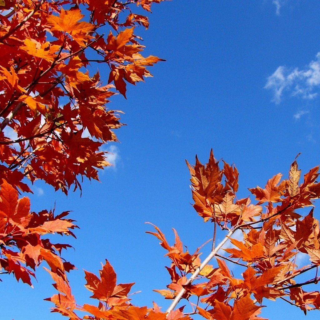 Обои небо, листья, ветки, осень, the sky, leaves, branches, autumn разрешение 1920x1200 Загрузить
