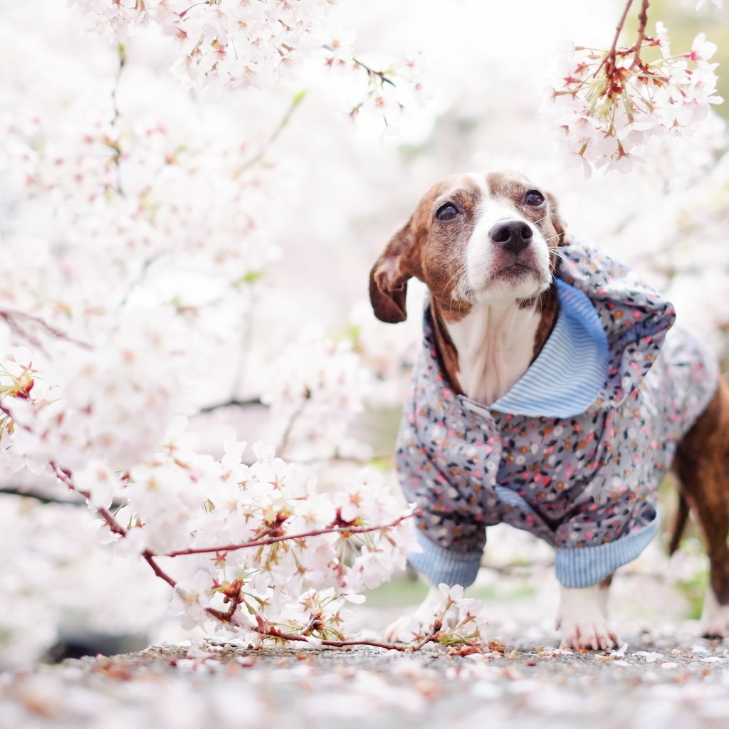 Обои взгляд, собака, весна, друг, look, dog, spring, each разрешение 2560x1600 Загрузить