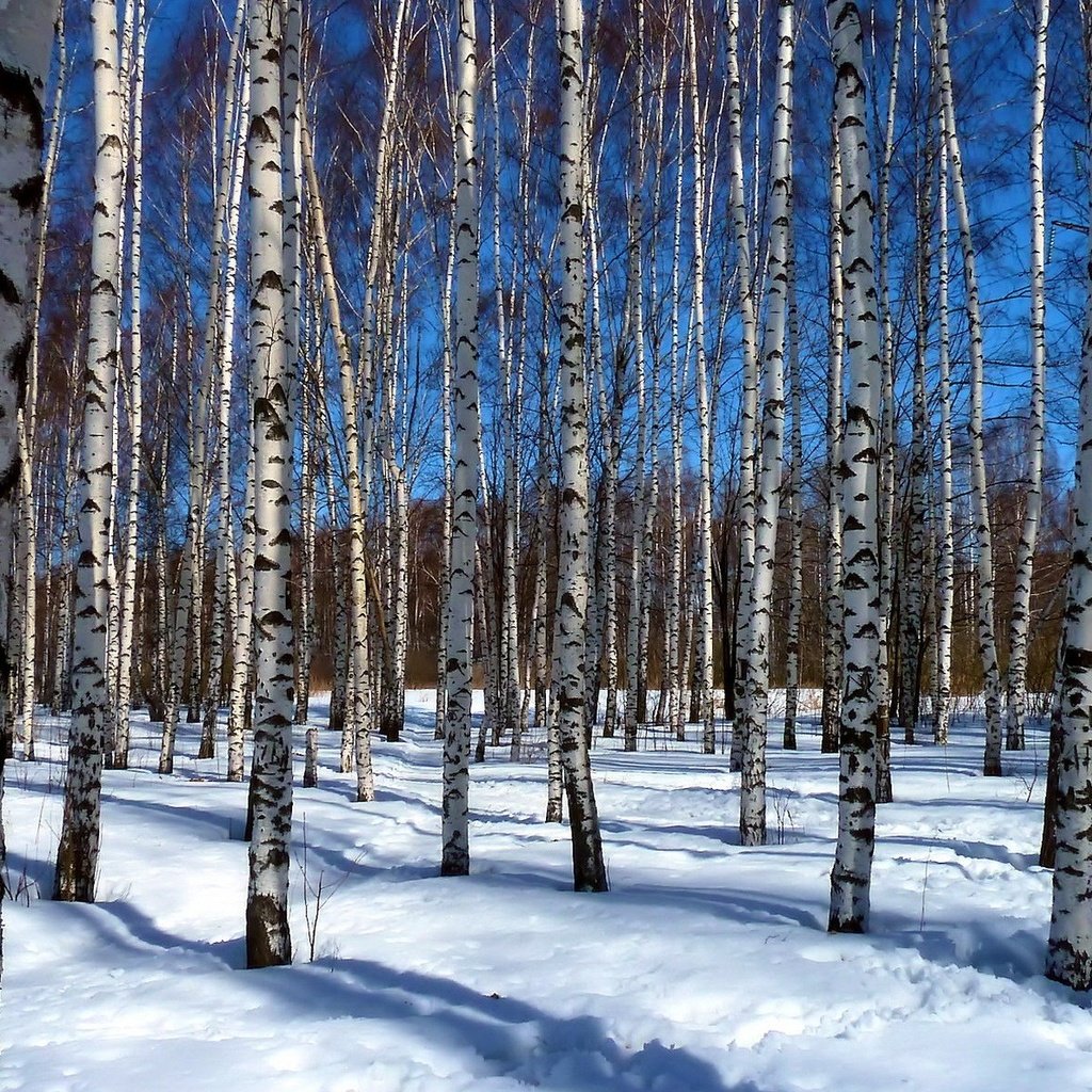 Обои деревья, снег, пейзаж, березы, роща, trees, snow, landscape, birch, grove разрешение 1920x1200 Загрузить