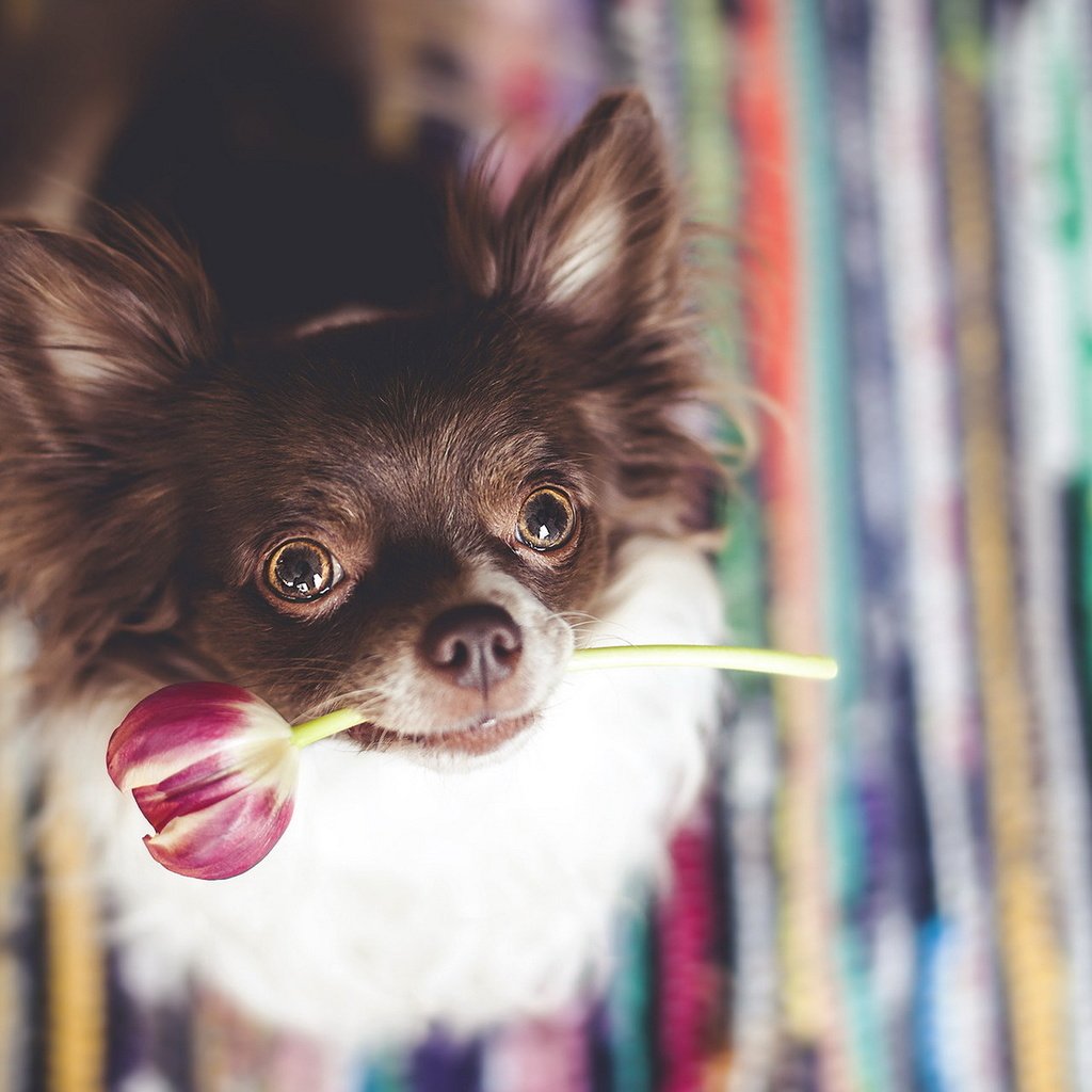 Обои цветок, мордочка, взгляд, собака, ушки, тюльпан, чихуахуа, flower, muzzle, look, dog, ears, tulip, chihuahua разрешение 1920x1200 Загрузить