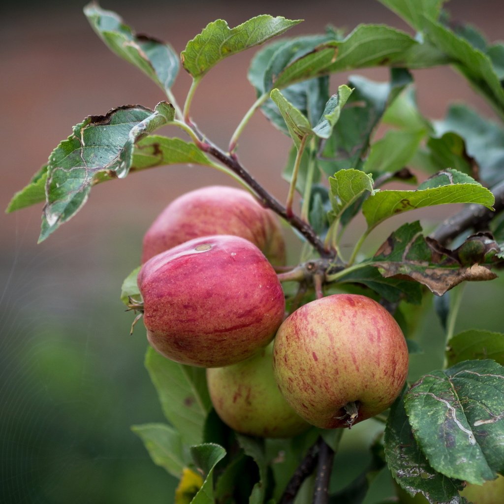 Обои природа, листья, ветки, яблоки, яблоня, nature, leaves, branches, apples, apple разрешение 2560x1600 Загрузить