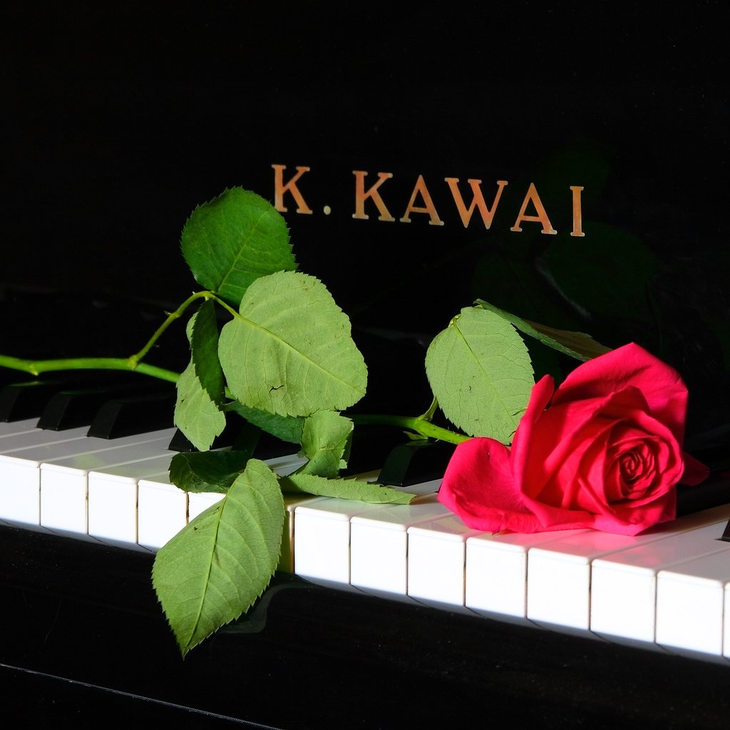 Обои музыка, роза, пианино, рояль, music, rose, piano разрешение 3888x2056 Загрузить