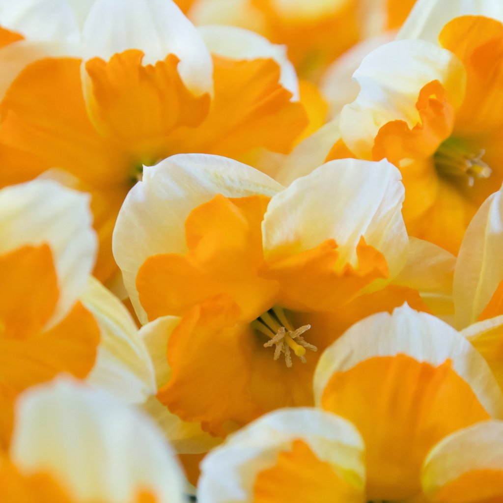 Обои цветы, макро, лепестки, много, нарциссы, желтые, flowers, macro, petals, a lot, daffodils, yellow разрешение 2047x1280 Загрузить