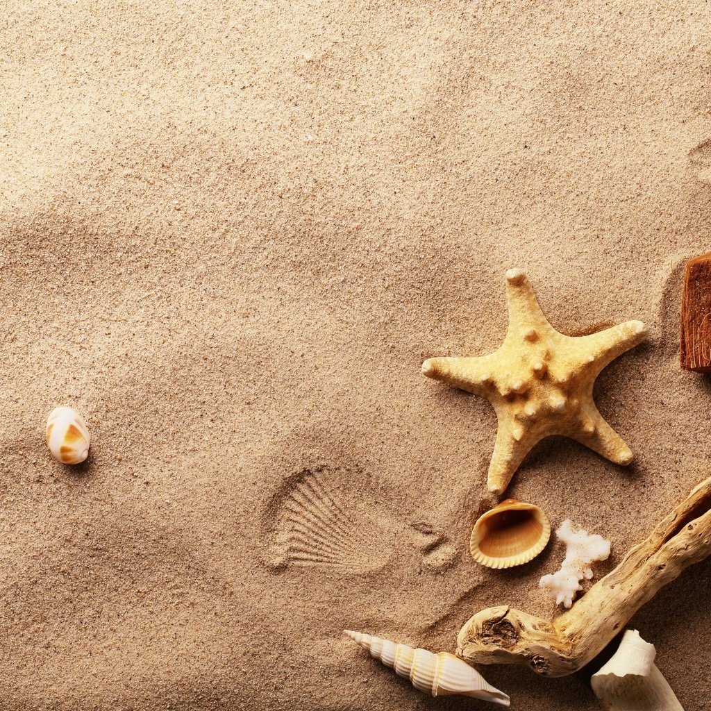 Обои макро, песок, ракушки, морская звезда, macro, sand, shell, starfish разрешение 1920x1280 Загрузить