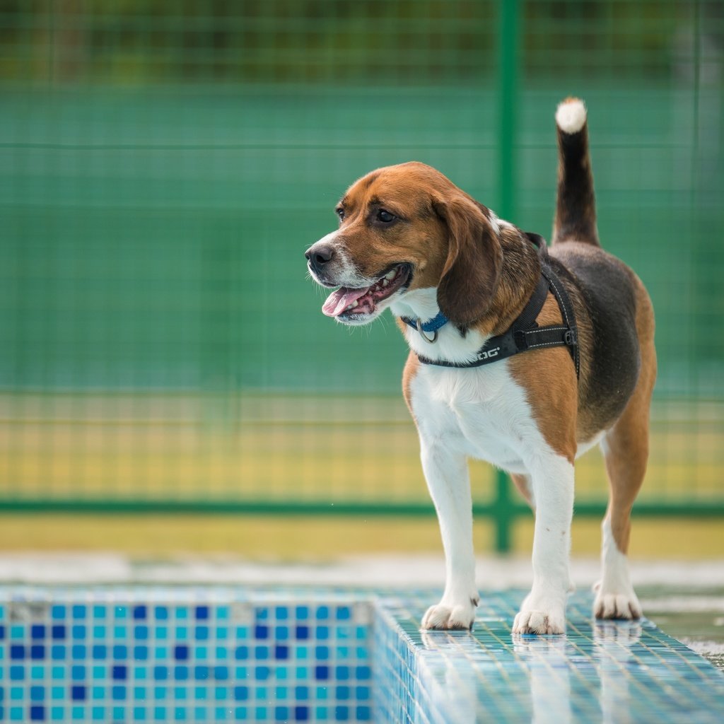 Обои собака, ошейник, бигль, бассейн., dog, collar, beagle, pool. разрешение 4928x3280 Загрузить