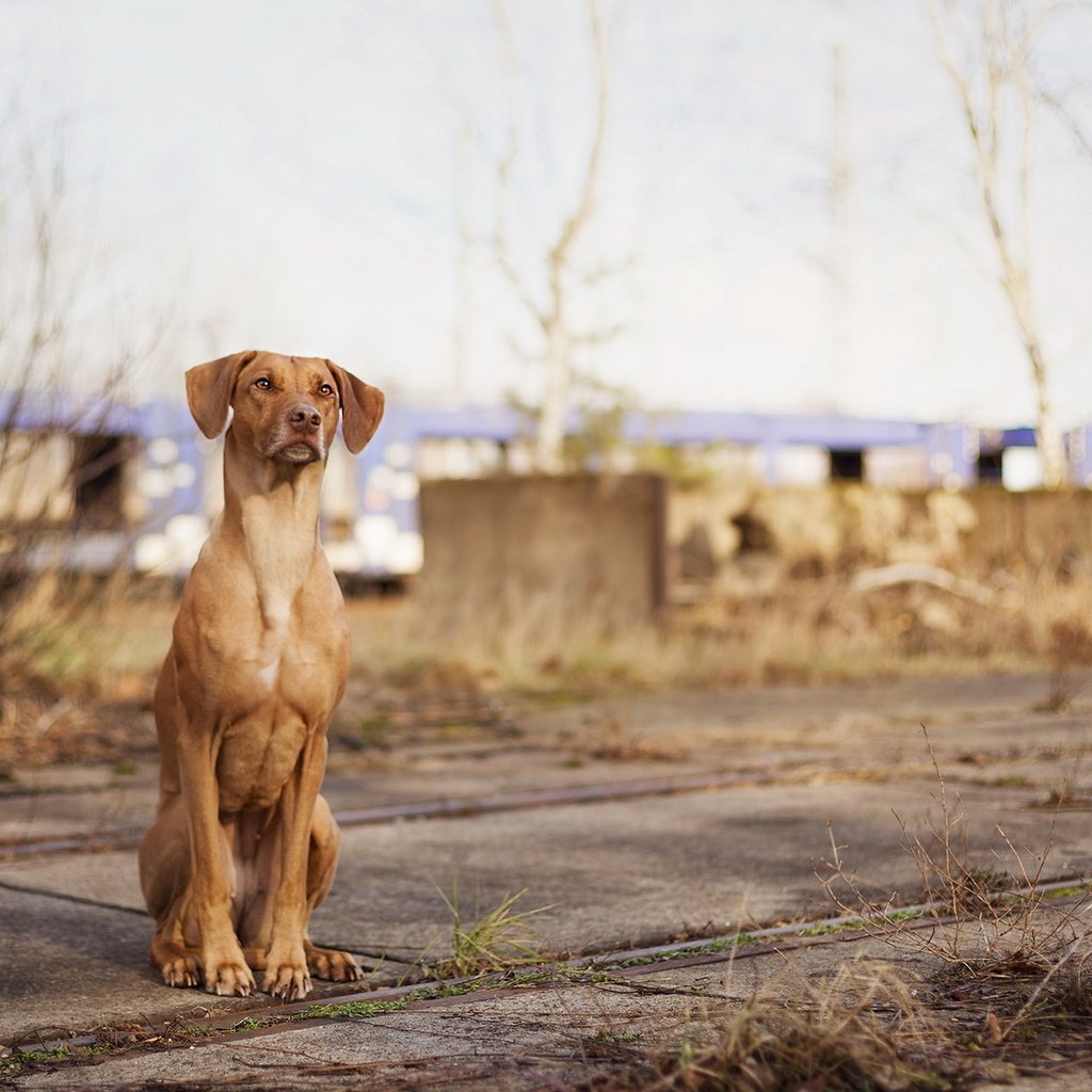 Обои собака, сидит, русская гончая, dog, sitting, russian hound разрешение 1920x1200 Загрузить