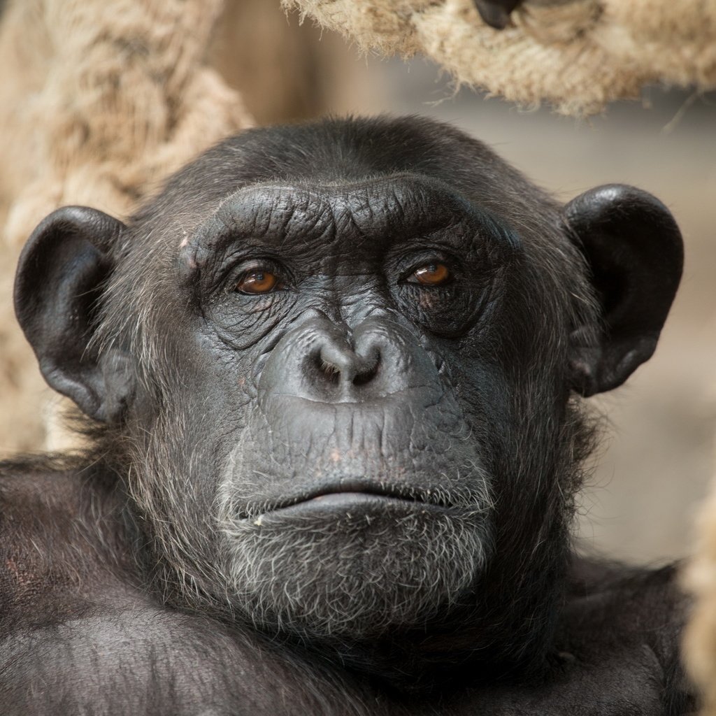 Обои природа, взгляд, обезьяна, шимпанзе, nature, look, monkey, chimpanzees разрешение 2560x1600 Загрузить