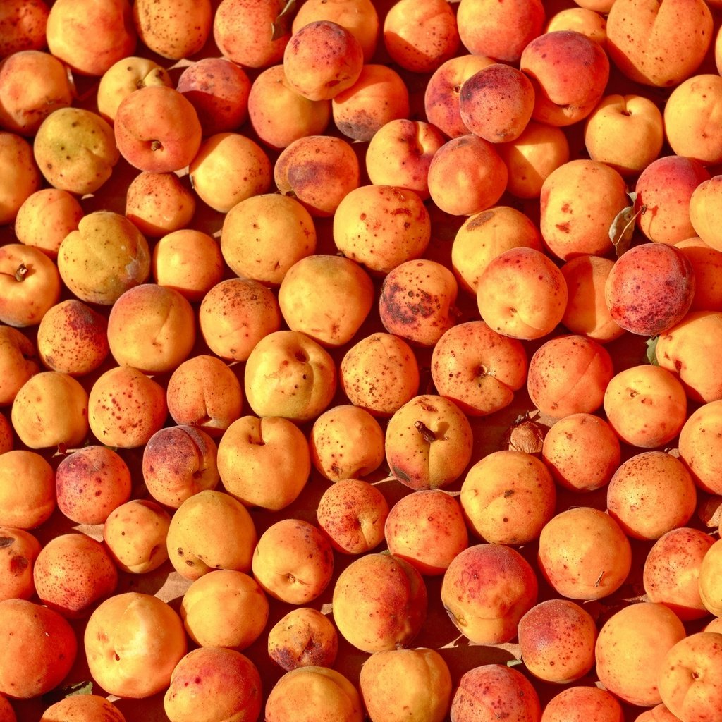 Обои фрукты, много, плоды, абрикосы, спелые, fruit, a lot, apricots, ripe разрешение 1920x1280 Загрузить