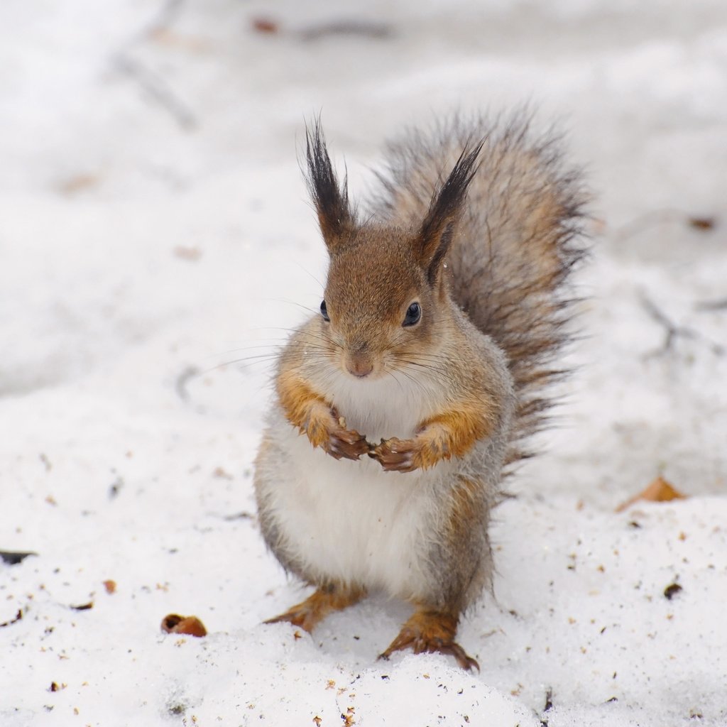 Обои снег, зима, животное, белка, белочка, anna verdina, snow, winter, animal, protein, squirrel разрешение 3084x2468 Загрузить