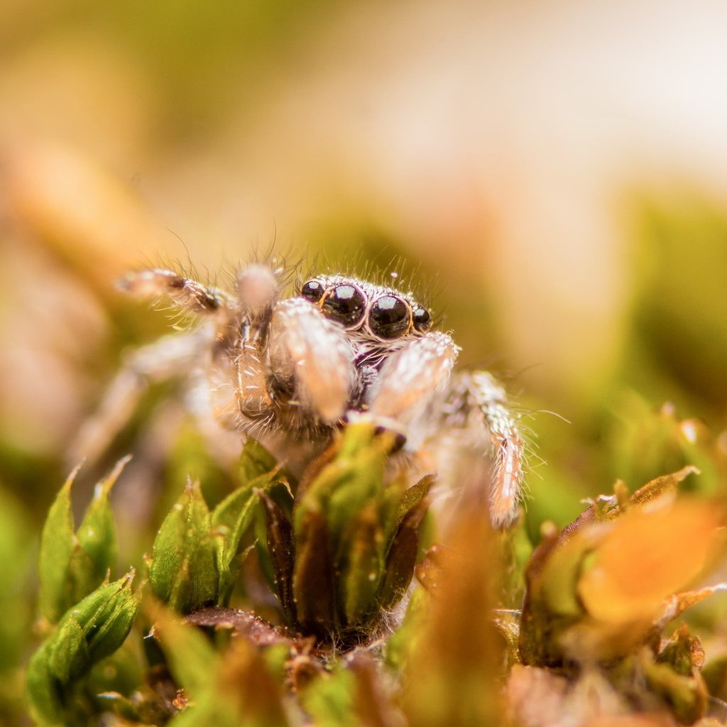 Обои трава, природа, макро, паук, grass, nature, macro, spider разрешение 1920x1200 Загрузить