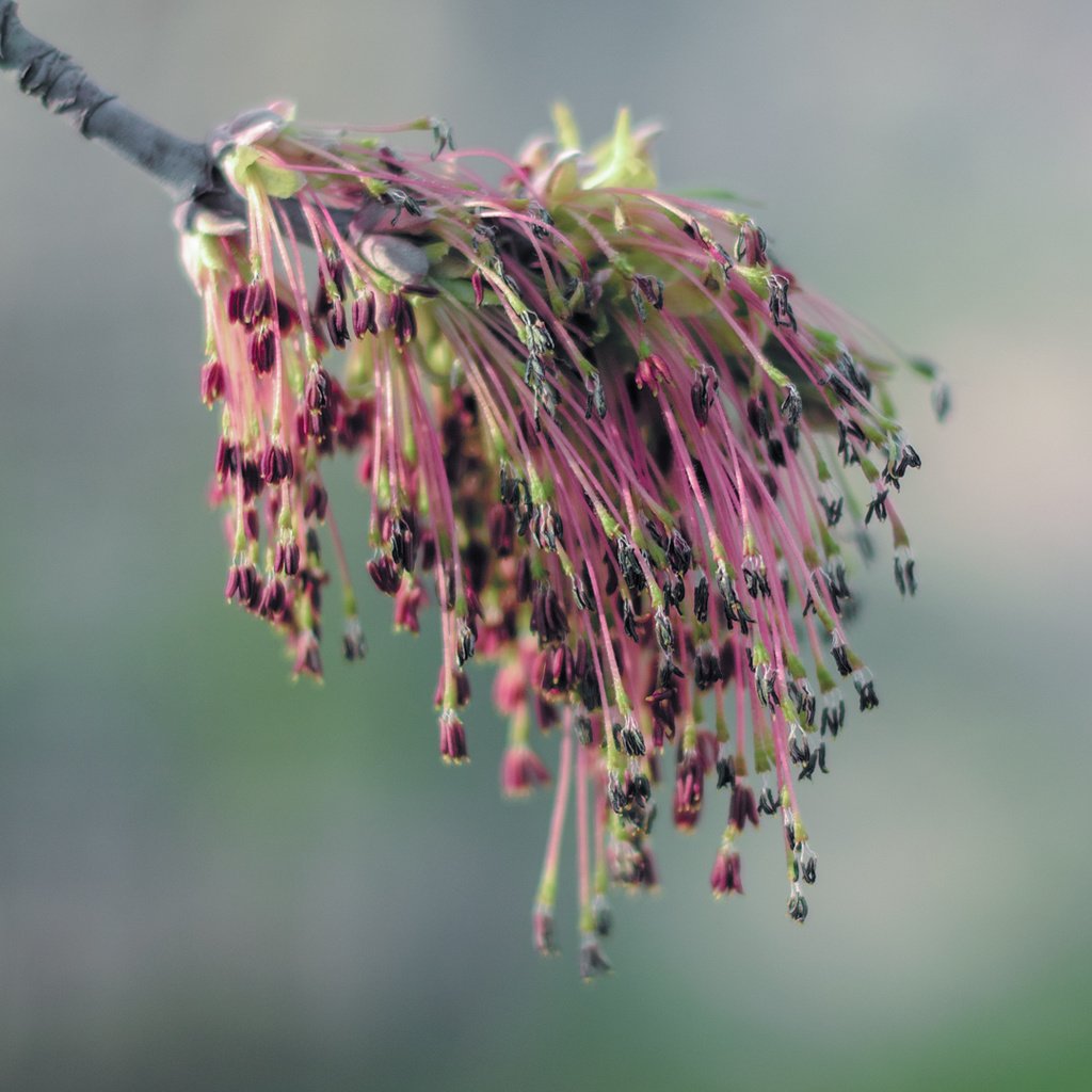 Обои ветка, природа, цветение, фон, весна, branch, nature, flowering, background, spring разрешение 1920x1080 Загрузить