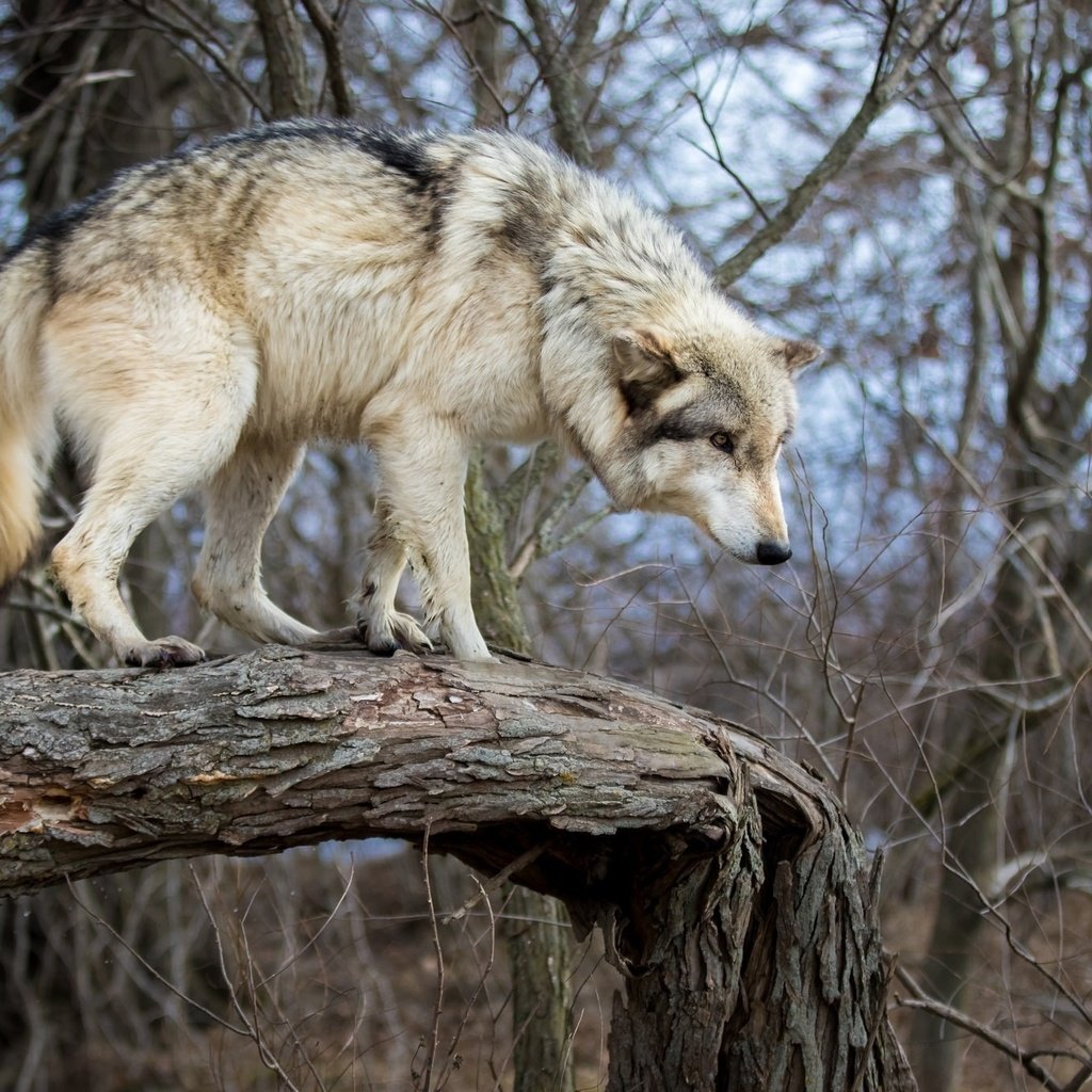 Обои природа, дерево, хищник, ствол, бревно, волк, nature, tree, predator, trunk, log, wolf разрешение 2048x1365 Загрузить