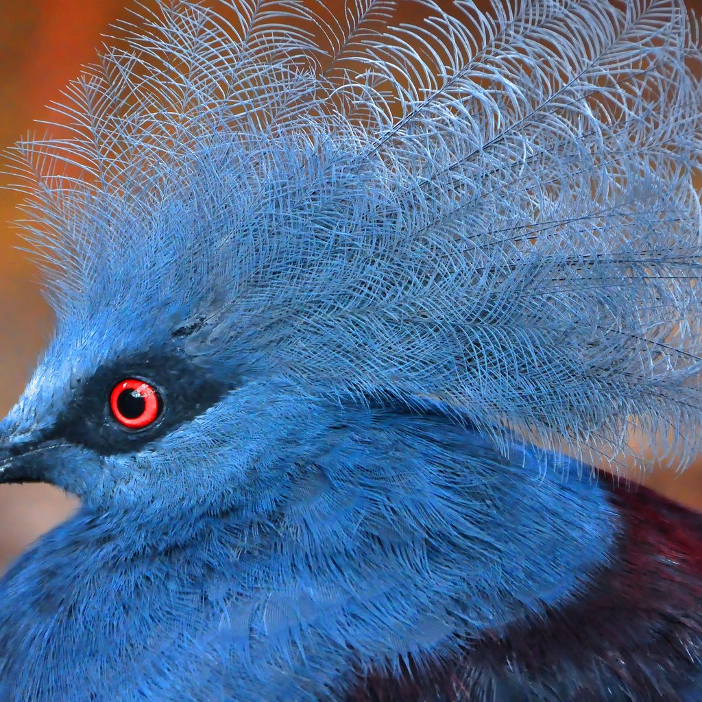 Обои птицы, перья, victoria crowned pigeon, венценосный голубь, birds, feathers, crowned pigeon разрешение 2048x1360 Загрузить