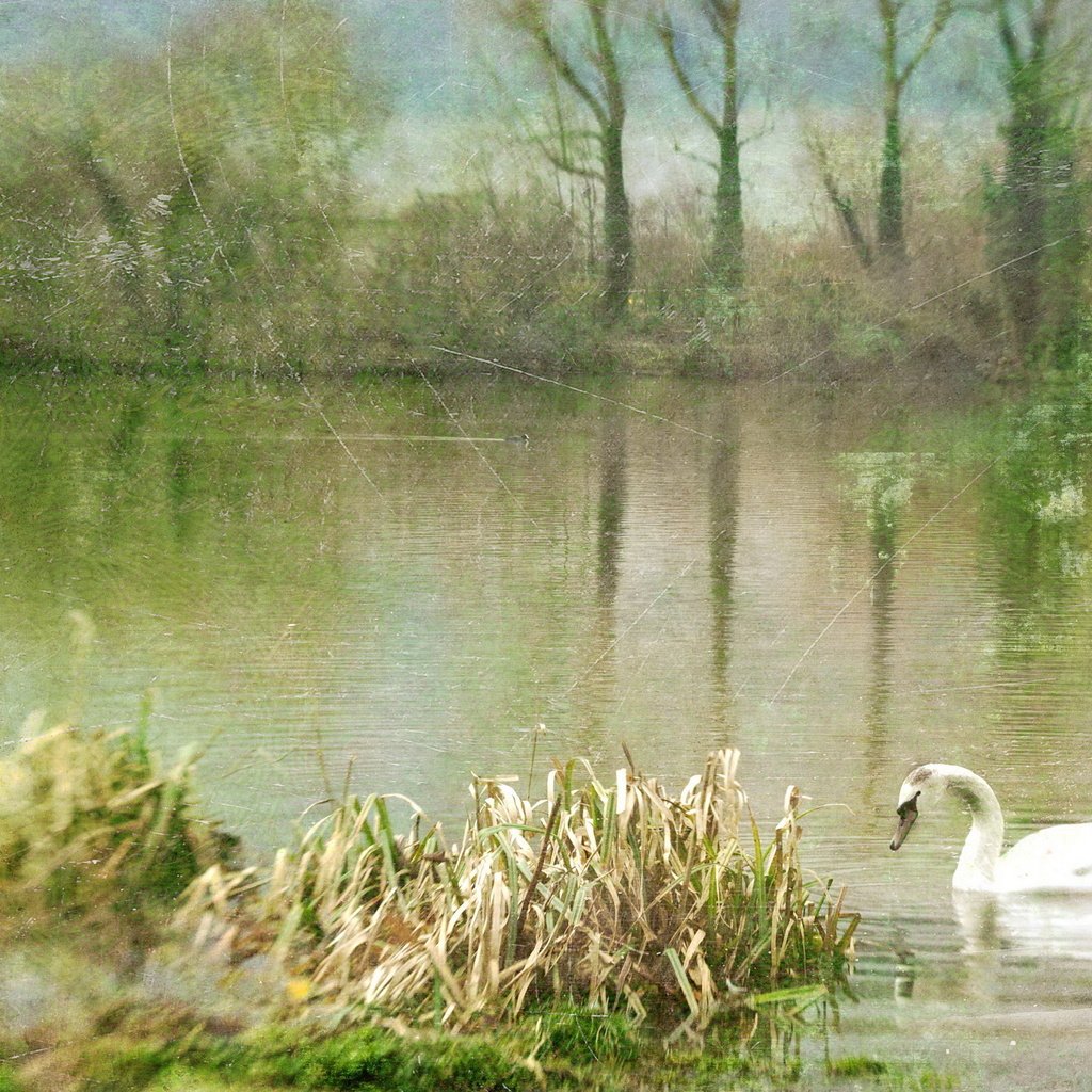 Обои озеро, природа, птица, живопись, лебедь, lake, nature, bird, painting, swan разрешение 2560x1600 Загрузить