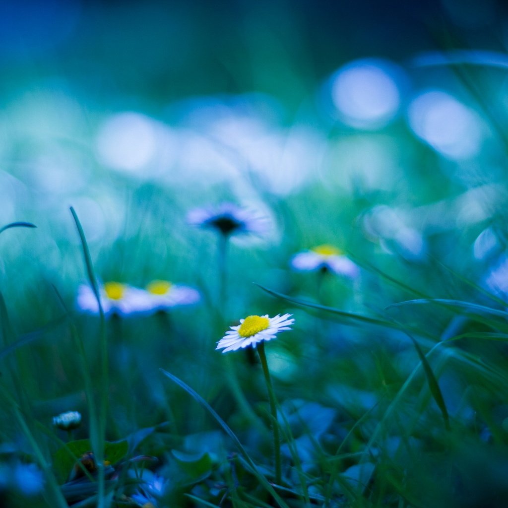 Обои трава, блики, поляна, размытость, ромашки, grass, glare, glade, blur, chamomile разрешение 1920x1200 Загрузить