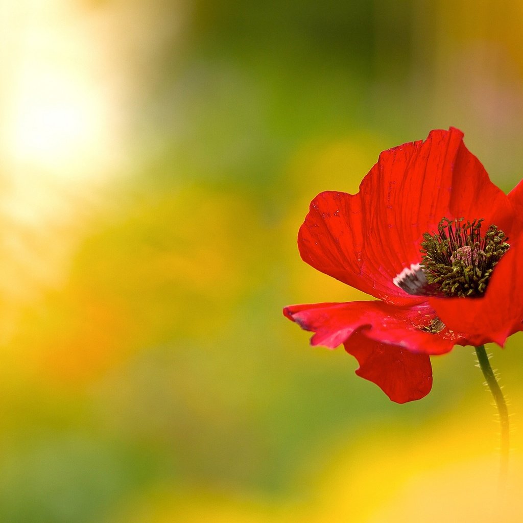 Обои макро, цветок, красный, мак, macro, flower, red, mac разрешение 2048x1151 Загрузить