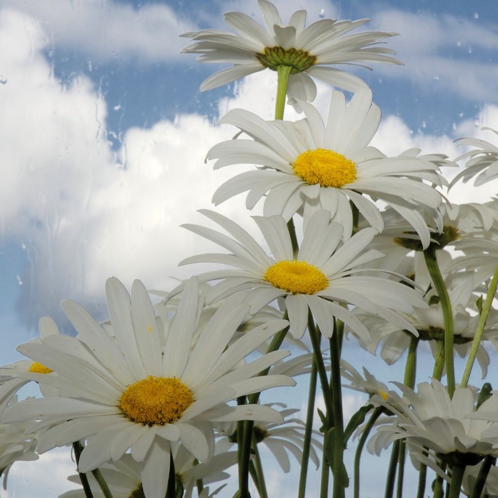 Обои небо, цветы, облака, ромашки, белые, the sky, flowers, clouds, chamomile, white разрешение 1920x1080 Загрузить