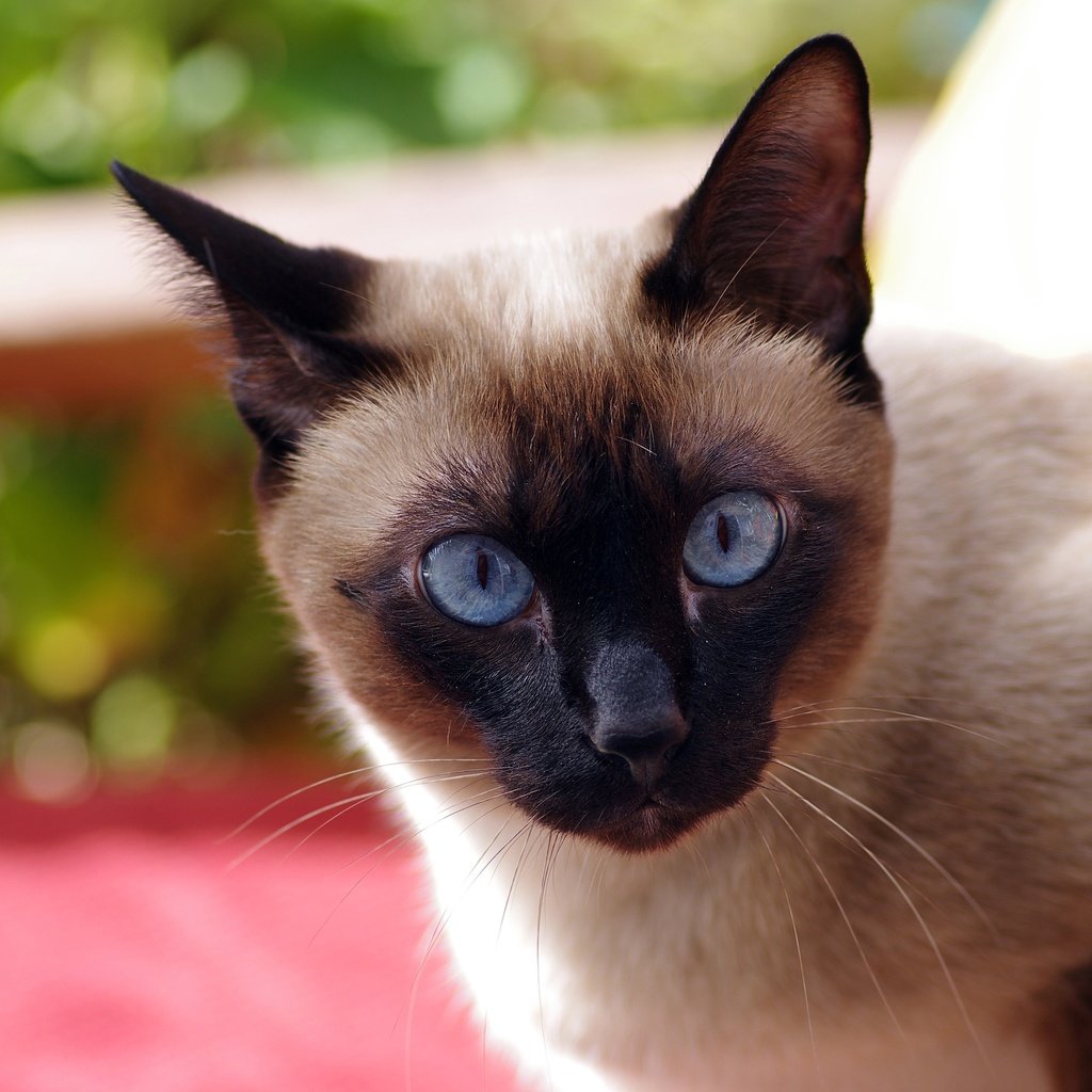 Обои кот, кошка, взгляд, голубые глаза, сиамская, ziva & amir, cat, look, blue eyes, siamese разрешение 4206x2861 Загрузить