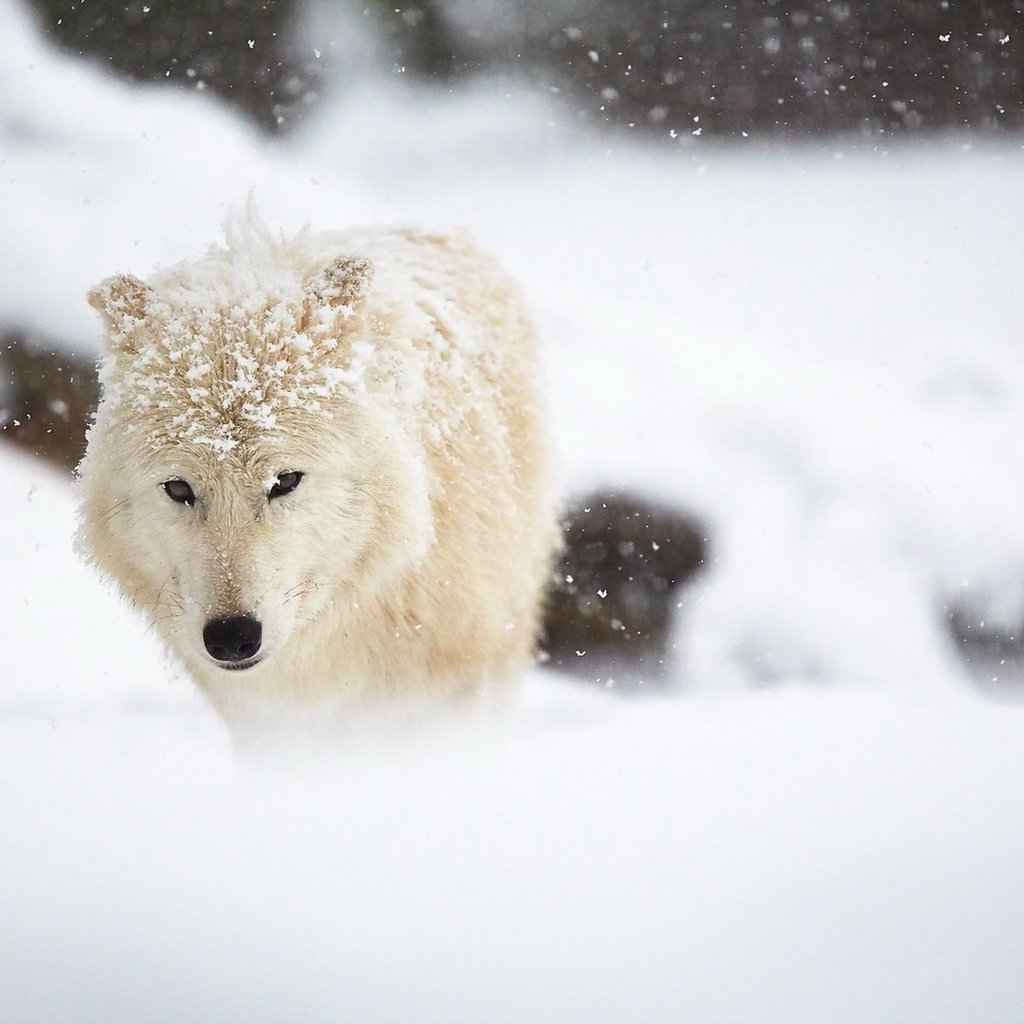 Обои снег, зима, белый, животное, волк, арктический волк, snow, winter, white, animal, wolf, arctic wolf разрешение 1920x1280 Загрузить