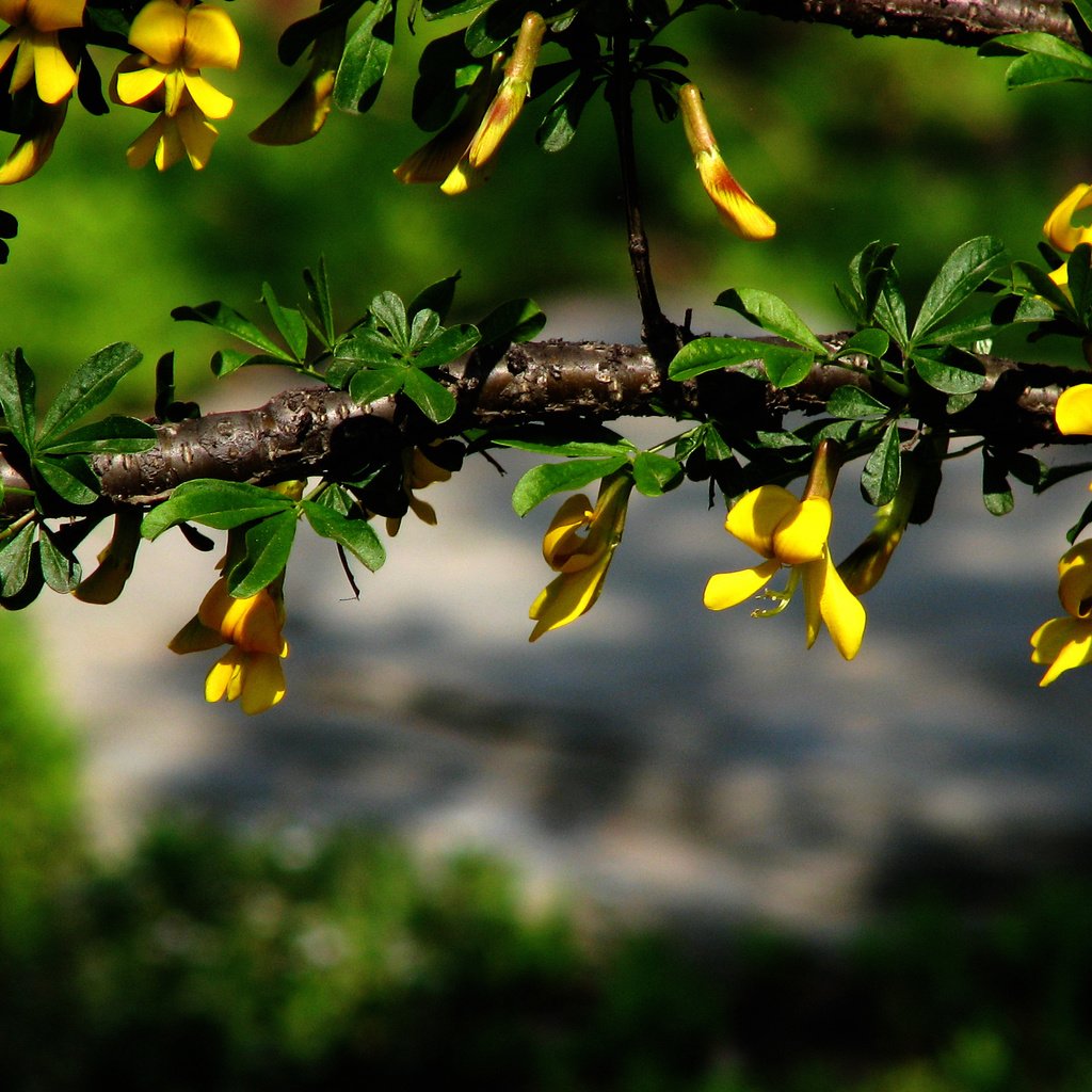 Обои цветы, ветка, листья, макро, размытость, зеленые, желтые, flowers, branch, leaves, macro, blur, green, yellow разрешение 2816x1764 Загрузить