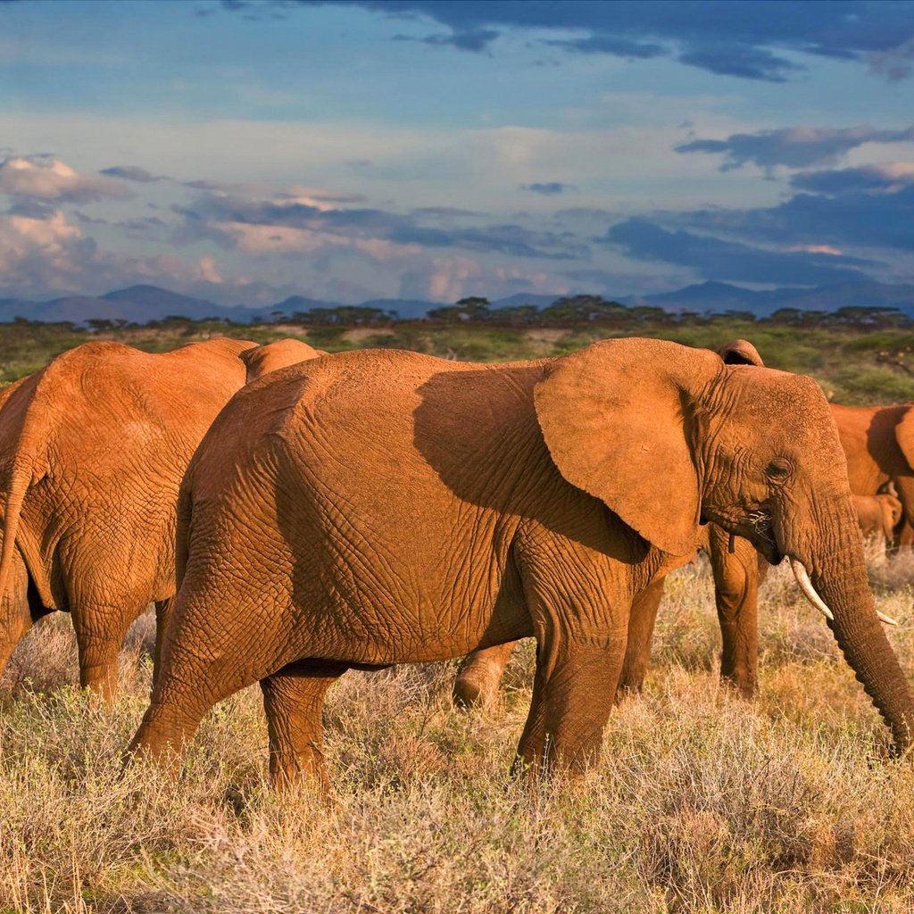 Обои облака, африка, слоны, саванна, clouds, africa, elephants, savannah разрешение 1920x1200 Загрузить