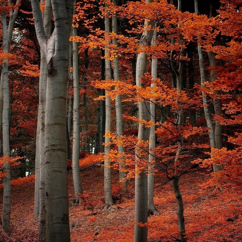 Обои деревья, природа, лес, листья, ветки, осень, оранжевые, trees, nature, forest, leaves, branches, autumn, orange разрешение 1920x1080 Загрузить