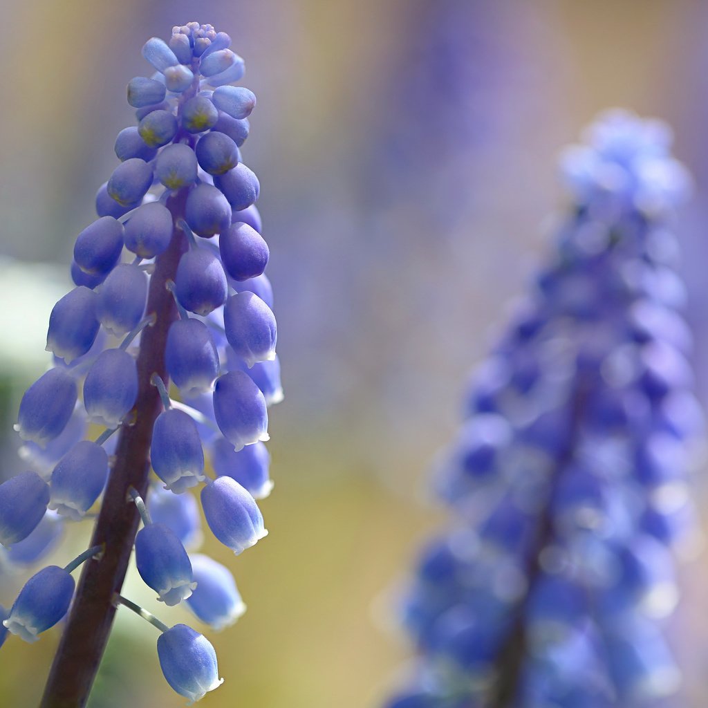 Обои цветы, мускари, мышиный гиацинт, flowers, muscari, hyacinth mouse разрешение 2048x1365 Загрузить