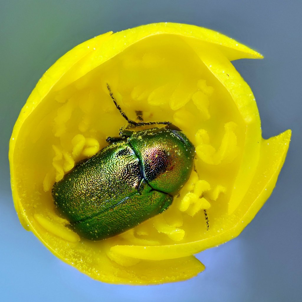 Обои желтый, жук, макро, насекомое, цветок, тюльпан, майский жук, yellow, beetle, macro, insect, flower, tulip, chafer разрешение 2560x1600 Загрузить