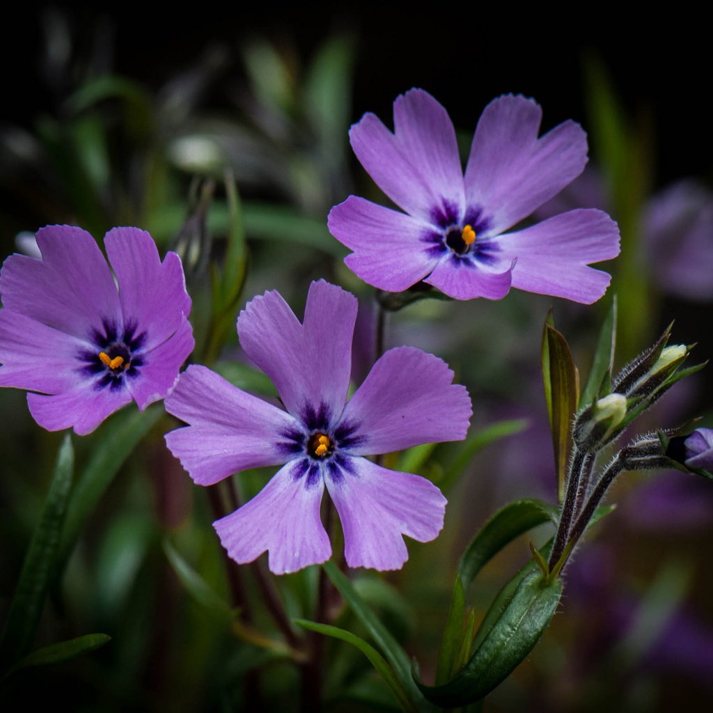 Обои цветы, макро, фон, сиреневые, flowers, macro, background, lilac разрешение 2048x1591 Загрузить