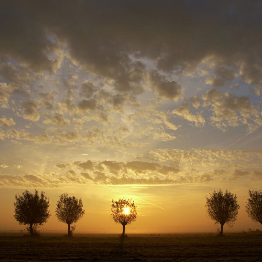 Обои небо, деревья, закат, пейзаж, поле, the sky, trees, sunset, landscape, field разрешение 1920x1200 Загрузить