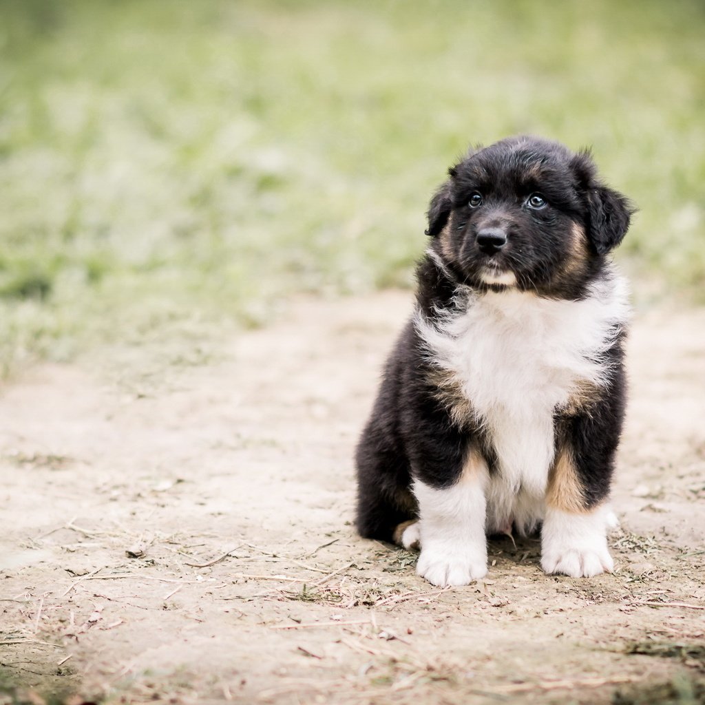 Обои взгляд, собака, щенок, австралийская овчарка, look, dog, puppy, australian shepherd разрешение 2047x1236 Загрузить