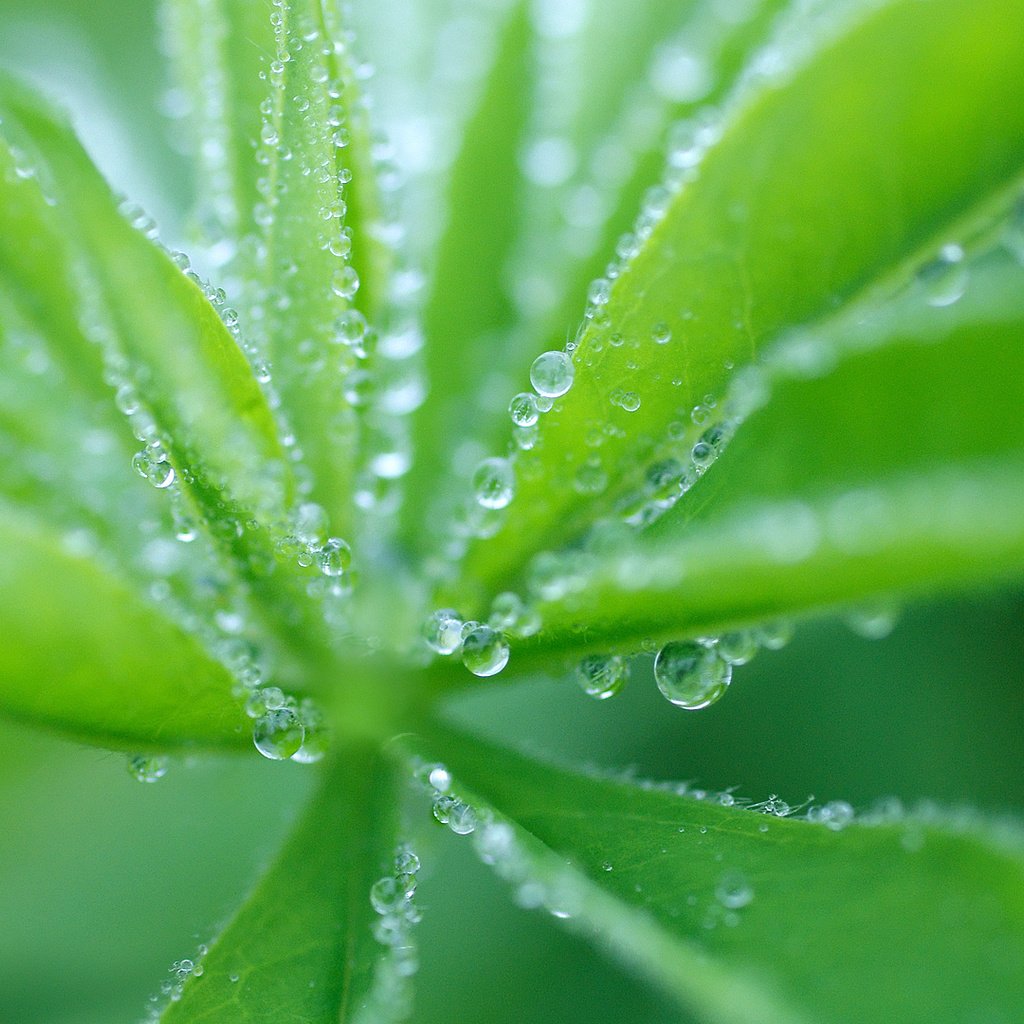 Обои трава, природа, макро, роса, капли, растение, grass, nature, macro, rosa, drops, plant разрешение 1920x1080 Загрузить