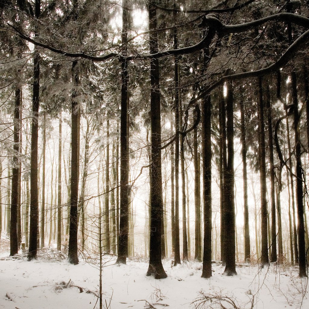 Обои деревья, снег, лес, зима, trees, snow, forest, winter разрешение 2560x1600 Загрузить